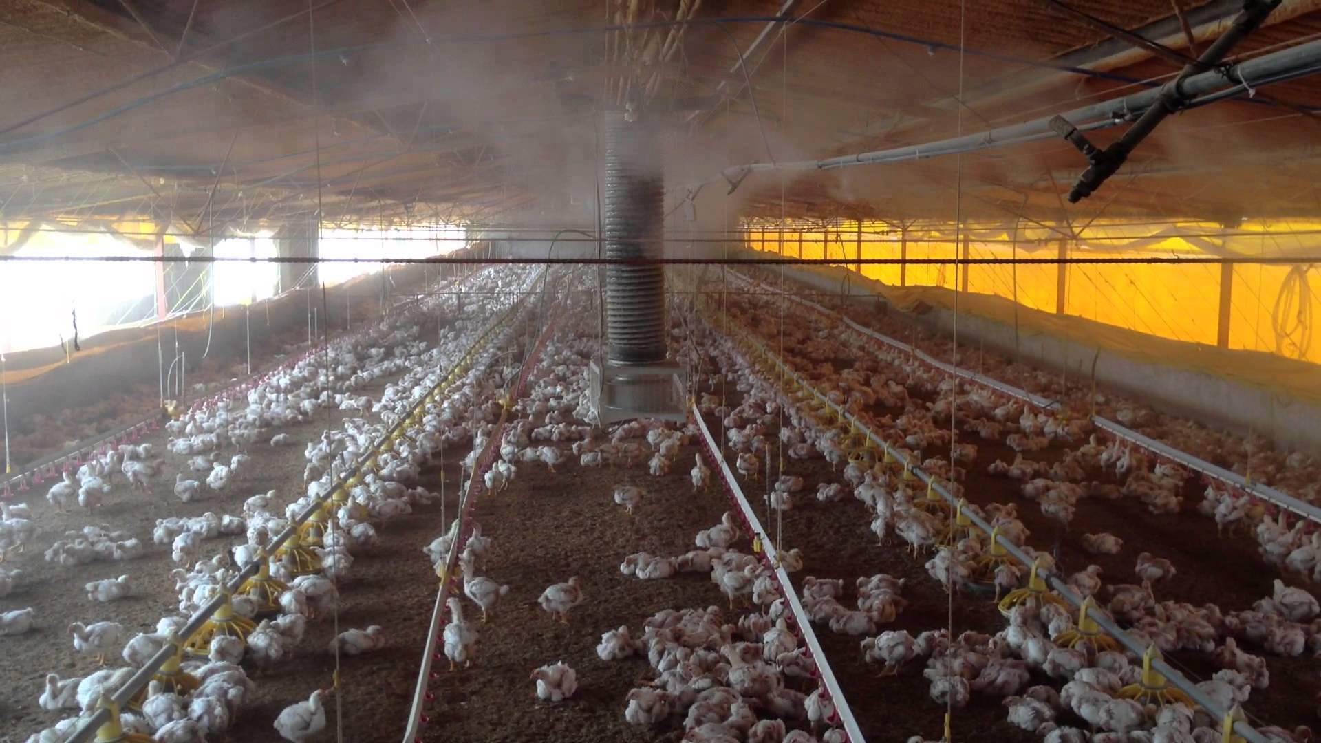 Kümes Hayvanı Tavuk Çiftligi Soğutma Sistemi